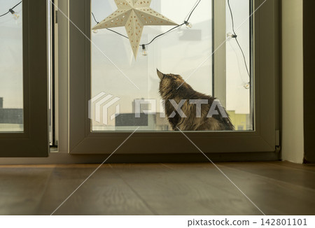 Maine Coon cat sits near a large window with a decorative star ornament overlooking a winter city. The fluffy cat rests on the floor gazing at the snowy urban landscape outside. 142801101
