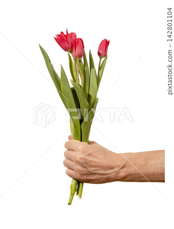 Female hand holding two red tulip flowers with stems and leaves isolated white background. Woman hand presents small bouquet with fresh blooms and natural green foliage clearly. Floral Female hand holding two red tulip flowers with stems and leaves isolated white background. Woman hand presents small bouquet with fresh blooms and natural green foliage clearly. Floral 142801104