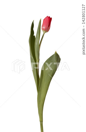 Single red tulip flower standing upright with green stem and leaves isolated white background. One bloom positioned vertical showing natural plant structure and fresh appearance clearly. Single red tulip flower standing upright with green stem and leaves isolated white background. One bloom positioned vertical showing natural plant structure and fresh appearance clearly. 142801127