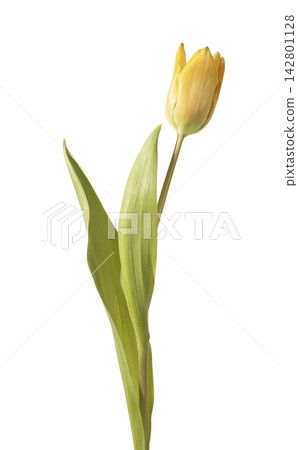 Single yellow tulip flower standing upright with green stem and leaves isolated white background. Minimal composition showing natural plant structure clearly. Botanical concept for Single yellow tulip flower standing upright with green stem and leaves isolated white background. Minimal composition showing natural plant structure clearly. Botanical concept for 142801128