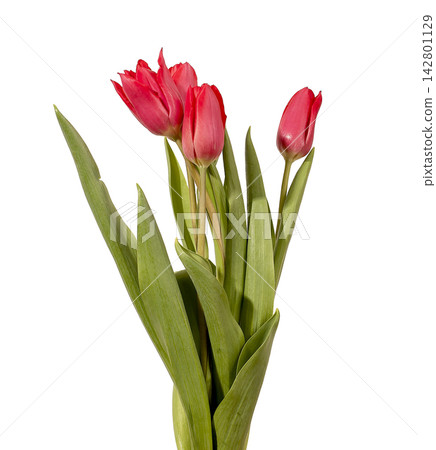 Small bouquet of red tulip flowers arranged with green leaves isolated white background. Several blooms grouped forming compact arrangement with natural plant structure clearly. Floral Small bouquet of red tulip flowers arranged with green leaves isolated white background. Several blooms grouped forming compact arrangement with natural plant structure clearly. Floral 142801129