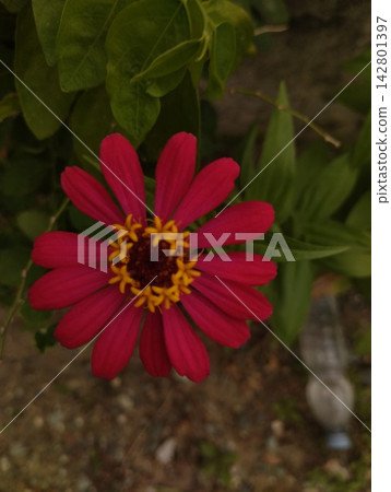 Vibrant Pink Zinnia Flower Blooming in Garden Outdoor with Green Leaves Background Vibrant Pink Zinnia Flower Blooming in Garden Outdoor with Green Leaves Background 142801397
