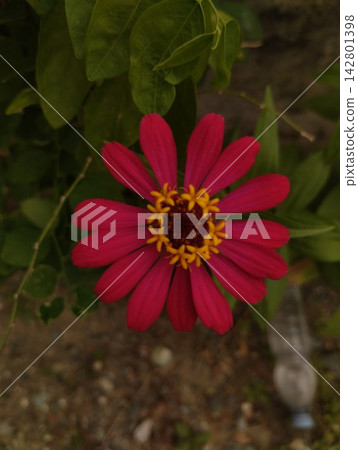 Vibrant Pink Zinnia Flower Blooming in Garden Outdoor with Green Leaves Background Vibrant Pink Zinnia Flower Blooming in Garden Outdoor with Green Leaves Background 142801398