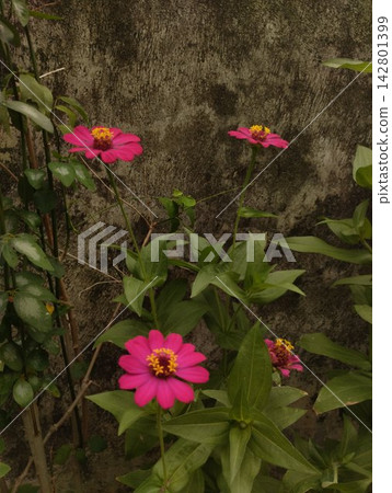 Vibrant Pink Zinnia Flowers Blooming with Green Foliage in Outdoor Garden Vibrant Pink Zinnia Flowers Blooming with Green Foliage in Outdoor Garden 142801399