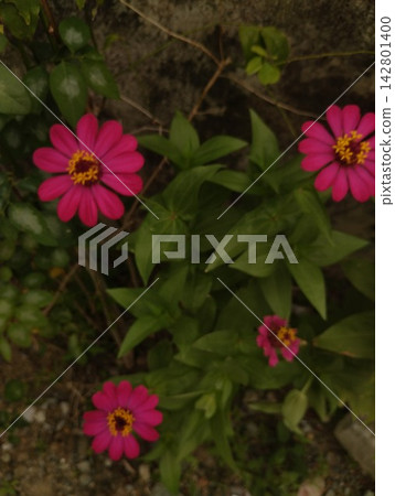 Vibrant Pink Zinnia Flowers Blooming with Green Foliage in Outdoor Garden Vibrant Pink Zinnia Flowers Blooming with Green Foliage in Outdoor Garden 142801400