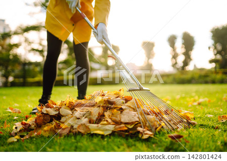 Person is raking large pile of fallen leaves in public park. Scene takes place on grassy area. 142801424
