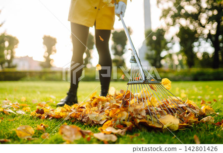 Person is raking large pile of fallen leaves in public park. Scene takes place on grassy area. 142801426