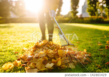 Person is raking large pile of fallen leaves in public park. Scene takes place on grassy area. Person is raking large pile of fallen leaves in public park. Scene takes place on grassy area. 142801429