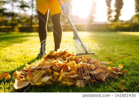 Person is raking large pile of fallen leaves in public park. Scene takes place on grassy area. Person is raking large pile of fallen leaves in public park. Scene takes place on grassy area. 142801430