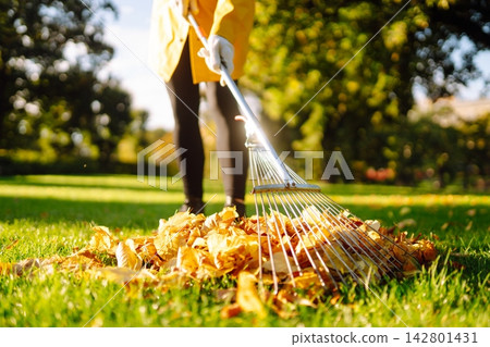 Person is raking large pile of fallen leaves in public park. Scene takes place on grassy area. Person is raking large pile of fallen leaves in public park. Scene takes place on grassy area. 142801431
