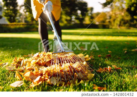 Person is raking large pile of fallen leaves in public park. Scene takes place on grassy area. Person is raking large pile of fallen leaves in public park. Scene takes place on grassy area. 142801432