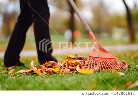 Rake with fallen leaves in autumn. Man cleans the autumn park from yellow leaves. Volunteering. Rake with fallen leaves in autumn. Man cleans the autumn park from yellow leaves. Volunteering. 142801613