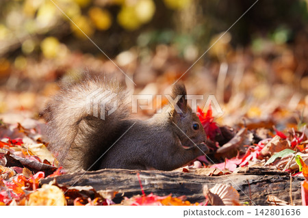 Ezo squirrels eating nuts hidden in fallen leaves Ezo squirrels eating nuts hidden in fallen leaves 142801636