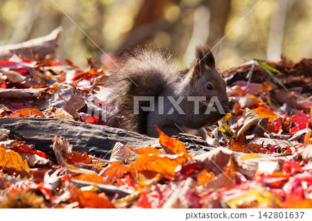 Ezo squirrels eating nuts hidden in fallen leaves Ezo squirrels eating nuts hidden in fallen leaves 142801637