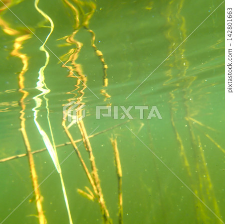 Abstract vertical plant stalks shimmer inside bright sunlit freshwater. Golden underwater light Abstract vertical plant stalks shimmer inside bright sunlit freshwater. Golden underwater light 142801663