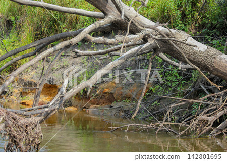 Fallen tree driftwood lies over a murky forest river bank. Bare wooden branches stretch across calm Fallen tree driftwood lies over a murky forest river bank. Bare wooden branches stretch across calm 142801695