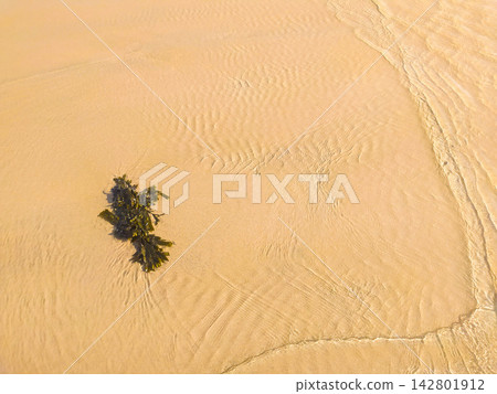 A peaceful aerial view of golden sand, gentle tide water, and dark seaweed. This serene, minimalist coastal scene with no people evokes a sense of calm, natures simplicity, and purity. Perfect. A peaceful aerial view of golden sand, gentle tide water, and dark seaweed. This serene, minimalist coastal scene with no people evokes a sense of calm, natures simplicity, and purity. Perfect. 142801912
