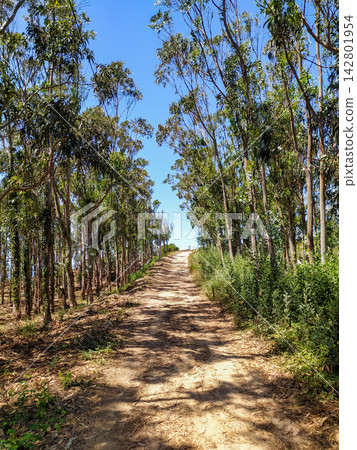 A sunny dirt road winds uphill through a tall eucalyptus forest under a clear blue sky, evoking feelings of peaceful adventure. There are no people in this serene landscape. 142801954