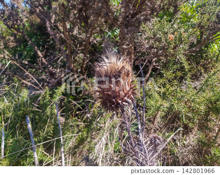 A closeup of a resilient dried thistle standing tall in sharp green gorse on a sunny day. This rustic scene evokes enduring beauty, strength, and solitude. There is nobody. A closeup of a resilient dried thistle standing tall in sharp green gorse on a sunny day. This rustic scene evokes enduring beauty, strength, and solitude. There is nobody. 142801966
