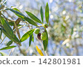 A closeup of fresh green olives ripening on a leafy branch under a bright sunny sky, evoking rustic Mediterranean warmth. Perfect for natural food and harvest concepts. Nobody. 142801981