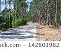 Scenic winding asphalt road cutting through a serene, tall eucalyptus forest on a bright sunny day, evoking a peaceful sense of journey and quiet escape nobody is in sight. 142801982