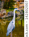 A beautiful profile of a grey heron standing by the pond. 142802007