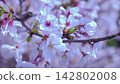 Pale pink cherry blossoms blooming in the spring sunshine 142802008