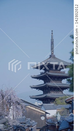 春天的京都:東山傳統街道上櫻花盛開,八坂塔清晰可見。 春天的京都:東山傳統街道上櫻花盛開,八坂塔清晰可見。 142802012