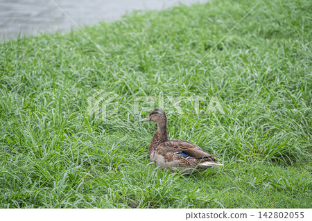 Mallard duck (male, eclipse plumage) on the Kamo River embankment in Kyoto City during the rain. Mallard duck (male, eclipse plumage) on the Kamo River embankment in Kyoto City during the rain. 142802055