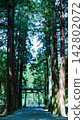 A quiet shrine gate and approach surrounded by giant cedar trees. 142802072