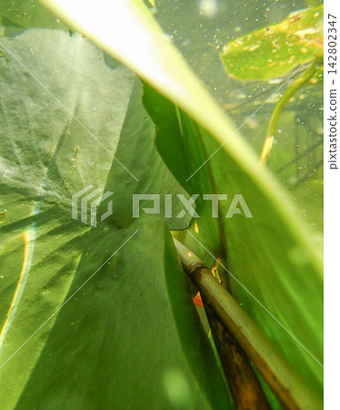 Extreme close up reveals textured surface of green lily leaf under water. Bright aquatic light Extreme close up reveals textured surface of green lily leaf under water. Bright aquatic light 142802347