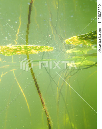 Floating green leaf splits water surface in calm shallow pond. Vertical plant stems drop into hazy Floating green leaf splits water surface in calm shallow pond. Vertical plant stems drop into hazy 142802350