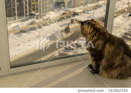 Maine Coon cat sits by a window watching a snowy winter cityscape from inside a high-rise apartment. The large fluffy cat remains still gazing at the white urban landscape below. Maine Coon cat sits by a window watching a snowy winter cityscape from inside a high-rise apartment. The large fluffy cat remains still gazing at the white urban landscape below. 142802395