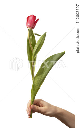 Male hand holding single red tulip flower with green stem and leaves isolated white background. Hand presents minimal bloom with natural plant structure clearly. Floral concept for 142802397