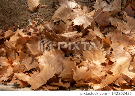 Pile of dry brown plane tree leaves accumulated on the ground in autumn Pile of dry brown plane tree leaves accumulated on the ground in autumn 142802425