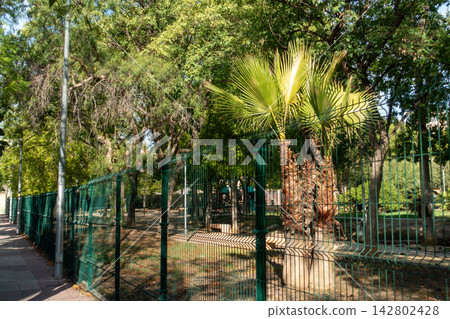 Green metal fence surrounding a municipal public park with trees and palms Green metal fence surrounding a municipal public park with trees and palms 142802428
