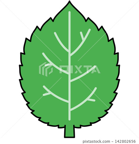 Flat style icon illustration of green mint leaf with veins isolated on transparent background. Graphic design element clip art for herbal aromatic plant assets. 142802656