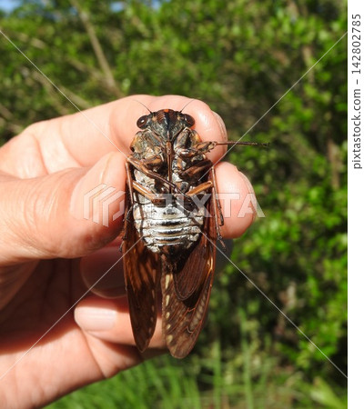 Abura cicada (female) ventral side 142802785