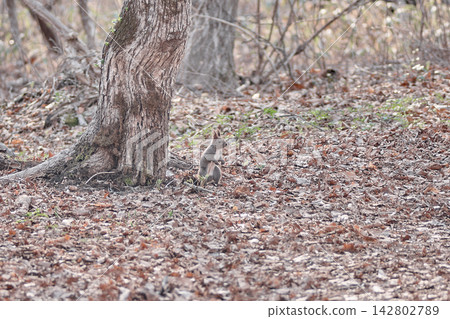 Landscape: Hokkaido squirrel, spring, fallen leaves Landscape: Hokkaido squirrel, spring, fallen leaves 142802789