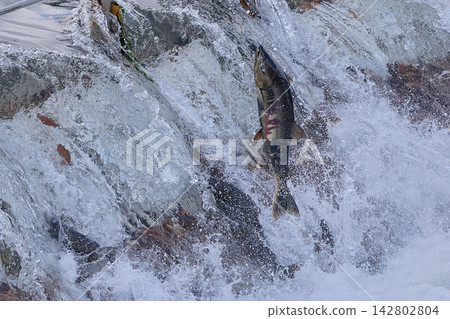 鮭魚逆流跳躍 142802804