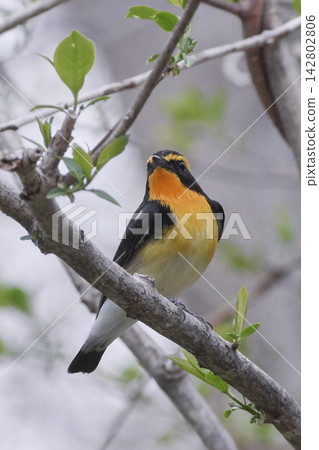 Narcissus Flycatcher (Spring, Male) Narcissus Flycatcher (Spring, Male) 142802806