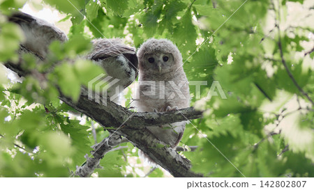蝦夷貓頭鷹幼鳥新鮮綠色初夏 蝦夷貓頭鷹幼鳥新鮮綠色初夏 142802807