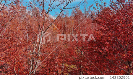 Landscape of autumn beech forest with red foliage and blue sky Landscape of autumn beech forest with red foliage and blue sky 142802901