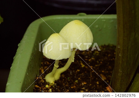 花盆裡長著金傘菇 142802976