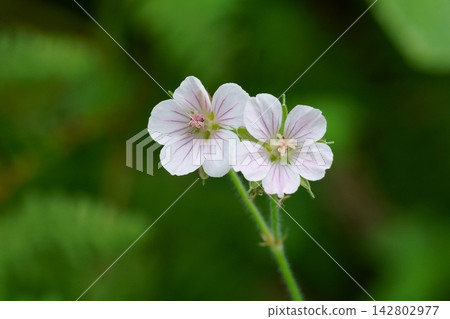 Two Geranium flowers Two Geranium flowers 142802977