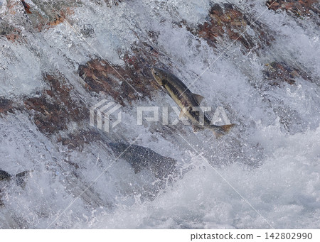 Salmon swimming upstream jumping 142802990