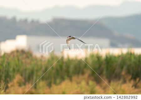 Tern gliding above wetlands at sunset Tern gliding above wetlands at sunset 142802992