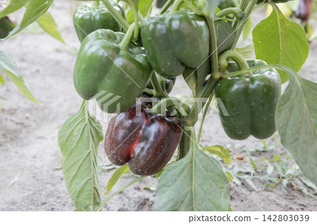 Unripe green and ripening dark purple bell peppers growing on a bush with lush foliage in a garden bed, organic agriculture and vegetable cultivation outdoors under daylight 142803039