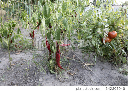 Ripe red chili peppers and fresh green tomatoes growing in a sunny garden bed outdoors. Organic vegetable patch with mature pepper pods and juicy tomatoes on bushes during daytime harvest. Ripe red chili peppers and fresh green tomatoes growing in a sunny garden bed outdoors. Organic vegetable patch with mature pepper pods and juicy tomatoes on bushes during daytime harvest. 142803040