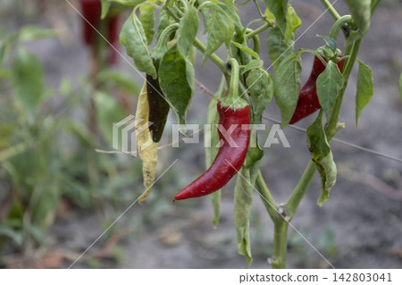 Ripe red chili pepper growing on a green plant in a garden bed with fresh leaves and ripening pods, organic farming and agriculture harvest concept in summer season outdoors. 142803041